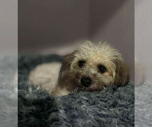 Poodle (Miniature)-Unknown Mix Dogs for adoption in Tempe , AZ, USA