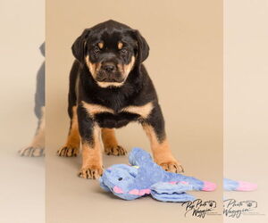 Chesapeake Bay Retriever-Unknown Mix Dogs for adoption in Winter Park, CO, USA