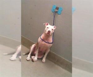 American Pit Bull Terrier-Unknown Mix Dogs for adoption in Las Vegas, NV, USA