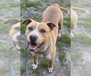 American Pit Bull Terrier Dogs for adoption in Tarboro, NC, USA