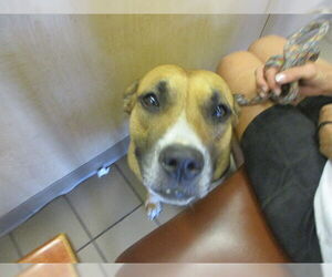 Labrador Retriever-Unknown Mix Dogs for adoption in Ocala, FL, USA