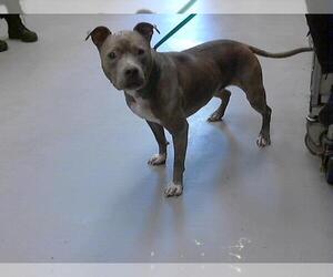 American Pit Bull Terrier Dogs for adoption in Fayetteville, NC, USA