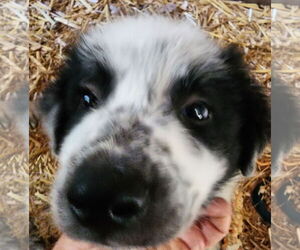 Mutt Dogs for adoption in Lafayette, CA, USA