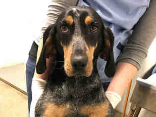Bluetick Coonhound Dogs for adoption in Lawrence, KS, USA