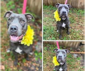 American Pit Bull Terrier-Unknown Mix Dogs for adoption in Ormond Beach, FL, USA