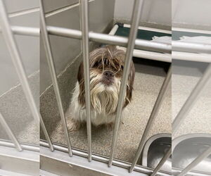 Shih Tzu Dogs for adoption in Virginia Beach, VA, USA