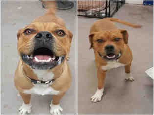 Bulloxer Dogs for adoption in Brighton, CO, USA