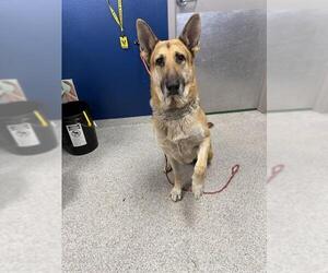 German Shepherd Dog Dogs for adoption in Pasadena, TX, USA