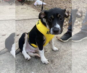 Border Collie-Unknown Mix Dogs for adoption in Sparta, TN, USA