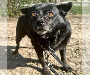 Schipperke Dogs for adoption in Spring Hill, KS, USA