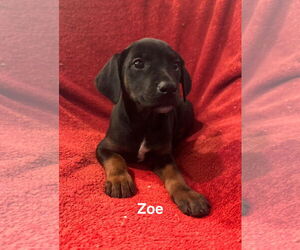 Doberman Pinscher-Miniature Schnauzer Mix Dogs for adoption in Pottstown, PA, USA