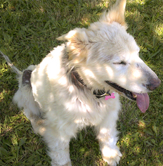 Golden Retriever Dogs for adoption in Redding, CA, USA