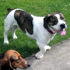 Bully Basset Dogs for adoption in Cologne, NJ, USA
