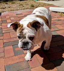 Bulldog Dogs for adoption in Tampa, FL, USA