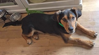 Beagi Dogs for adoption in Minneapolis, MN, USA