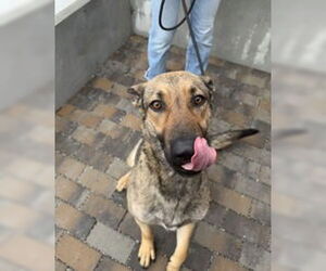 Mutt Dogs for adoption in Salinas, CA, USA