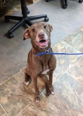 Labbe Dogs for adoption in Rincon, GA, USA