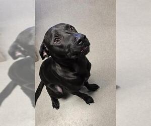 Labrador Retriever Dogs for adoption in HESPERIA, CA, USA