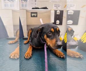 Black and Tan Coonhound Dogs for adoption in Mobile, AL, USA