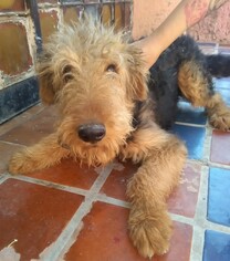 Airedale Terrier Dogs for adoption in Seattle, WA, USA