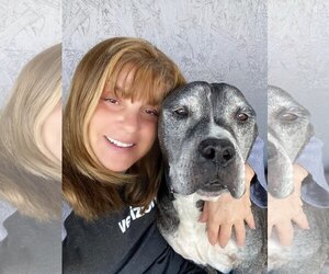 American Pit Bull Terrier-Unknown Mix Dogs for adoption in Queen Creek, AZ, USA