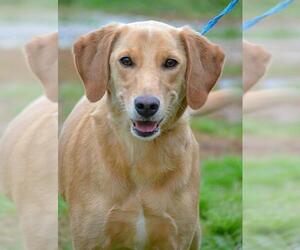 Labrador Retriever-Unknown Mix Dogs for adoption in Tuscumbia, AL, USA