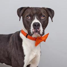 American Staffordshire Terrier-Unknown Mix Dogs for adoption in Mission Hills, CA, USA