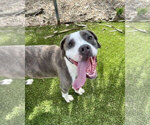 Mutt Dogs for adoption in Hilton Head, SC, USA