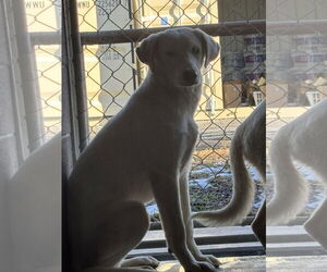 Border Collie-Unknown Mix Dogs for adoption in Las Vegas, NM, USA