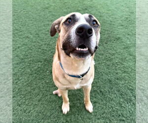 American Staffordshire Terrier-Siberian Husky Mix Dogs for adoption in phoenix, AZ, USA