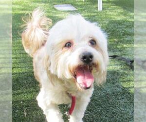 Maltese Dogs for adoption in Pleasanton, CA, USA