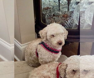 Poodle (Miniature) Dogs for adoption in Mooresville, NC, USA