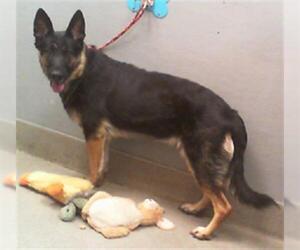 German Shepherd Dog-Unknown Mix Dogs for adoption in Las Vegas, NV, USA