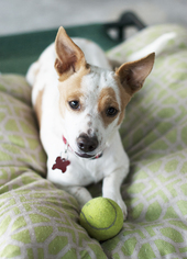 Medium Photo #1 Beagle-Unknown Mix Puppy For Sale in San Diego, CA, USA