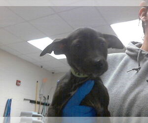 Mutt Dogs for adoption in Fayetteville, NC, USA