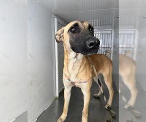 Mutt Dogs for adoption in Bakersfield, CA, USA