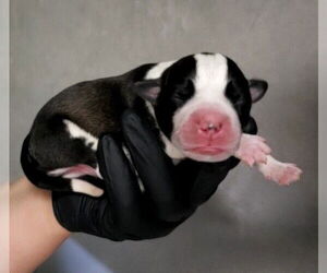 American Pit Bull Terrier-German Shepherd Dog Mix Dogs for adoption in San Bernardino, CA, USA