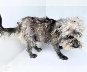 Cairn Terrier-Unknown Mix Dogs for adoption in Houston, TX, USA