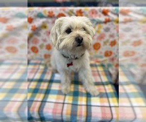 Maltese-Unknown Mix Dogs for adoption in Kankakee, IL, USA