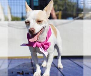 Chihuahua-Unknown Mix Dogs for adoption in San Antonio, TX, USA
