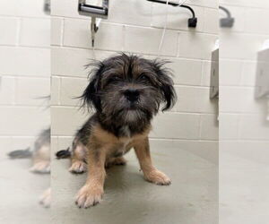 Maltese-Unknown Mix Dogs for adoption in Lee's Summit, MO, USA