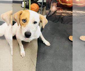 Australian Cattle Dog-Unknown Mix Dogs for adoption in Globe, AZ, USA