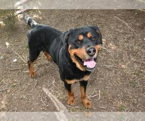 Rottweiler Dogs for adoption in West Valley, UT, USA