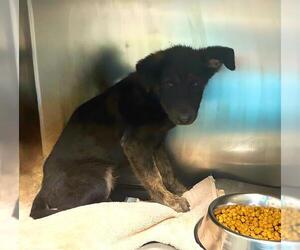 German Shepherd Dog-Unknown Mix Dogs for adoption in San Antonio, TX, USA