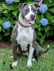 American Pit Bull Terrier Dogs for adoption in savannah, GA, USA