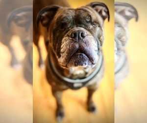 American Bulldog-Unknown Mix Dogs for adoption in Duluth, MN, USA