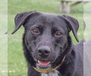 Border Collie-Unknown Mix Dogs for adoption in Huntley, IL, USA