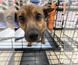 Mutt Dogs for adoption in Pipe Creek, TX, USA