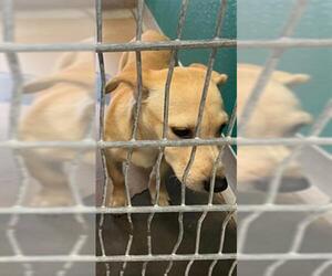 Dachshund-Unknown Mix Dogs for adoption in Texas City, TX, USA