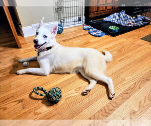 Siberian Husky-Unknown Mix Dogs for adoption in Rockaway, NJ, USA